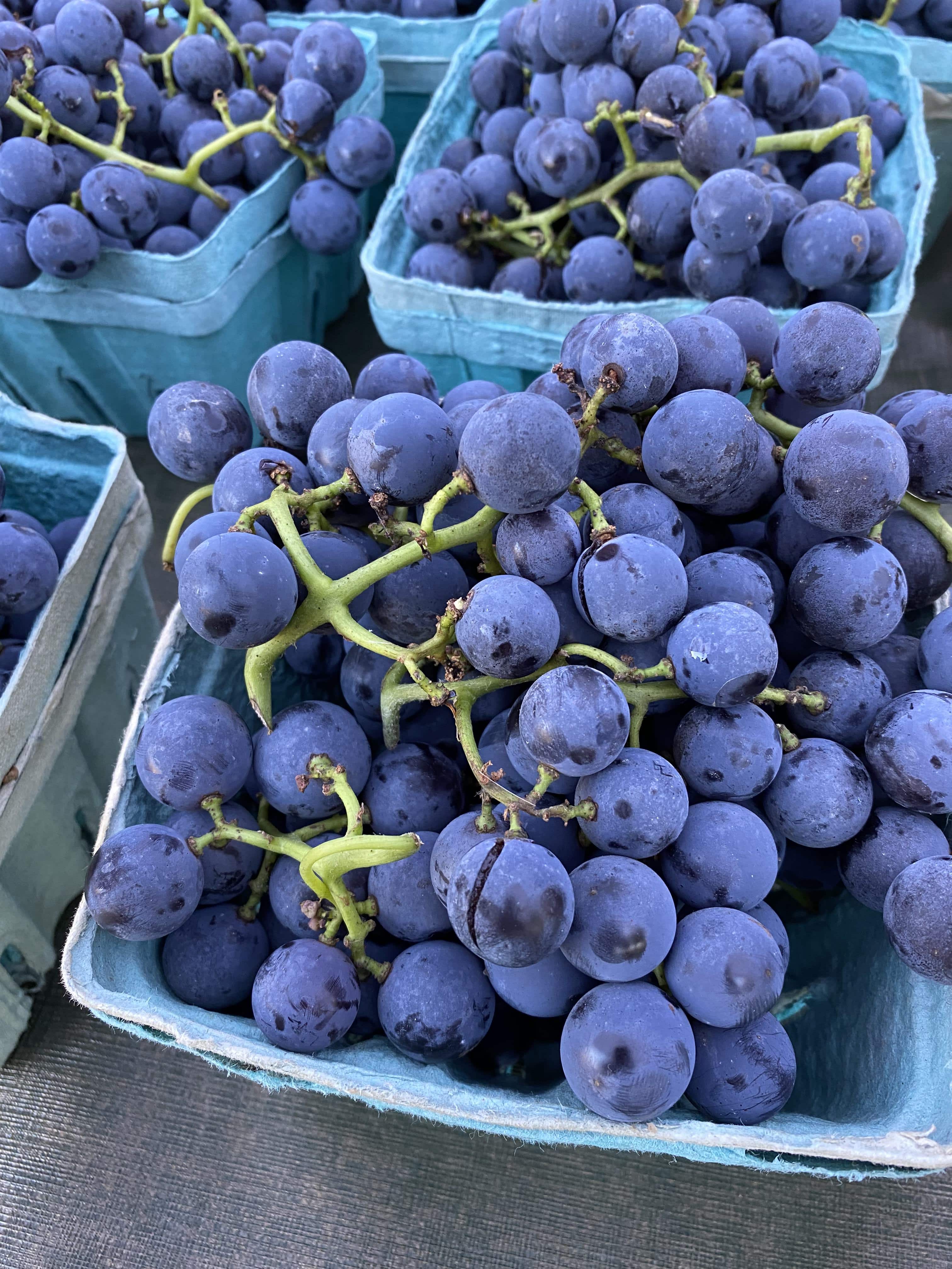Concord Grapes Image