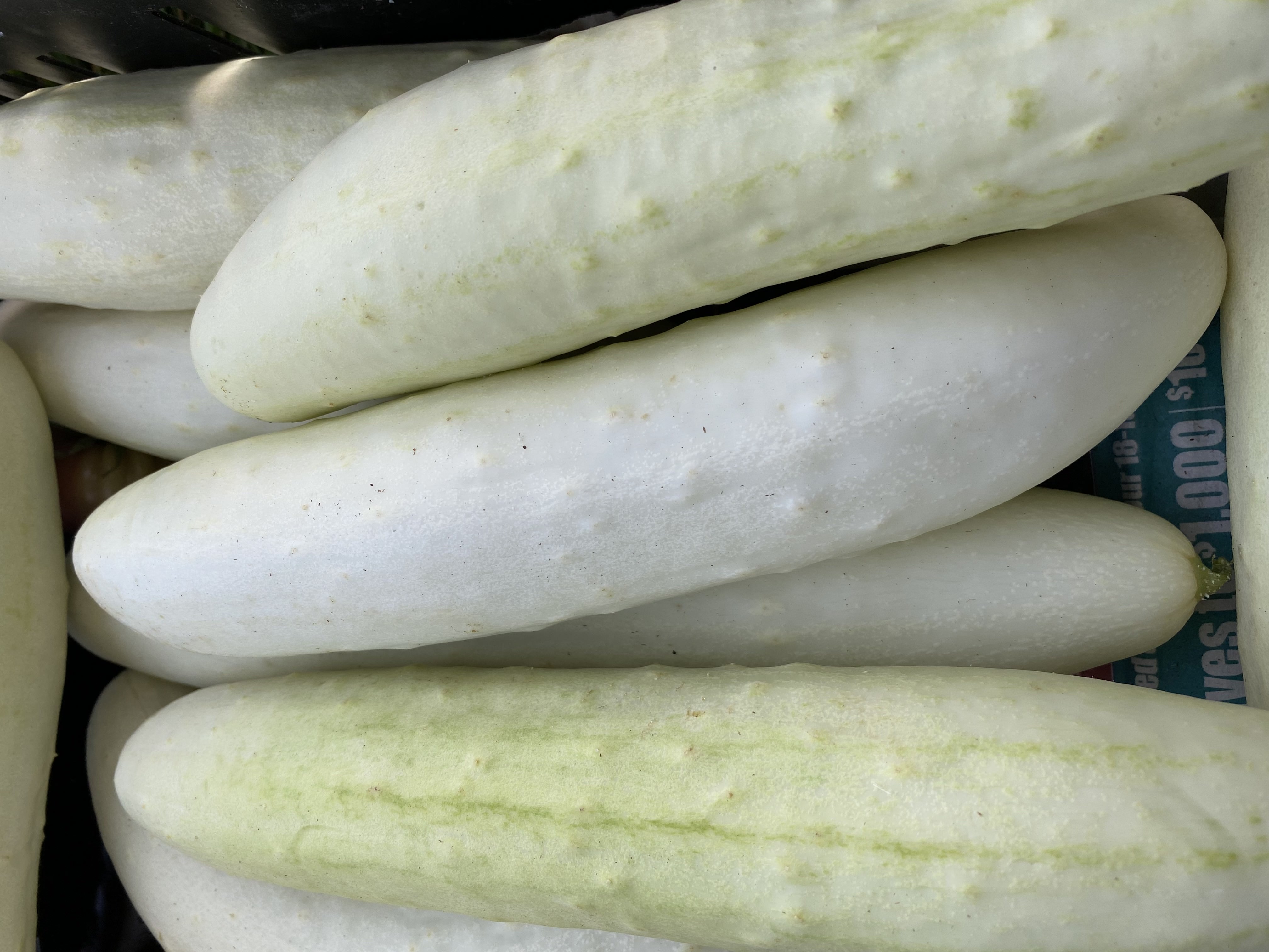 White Cucumbers Image