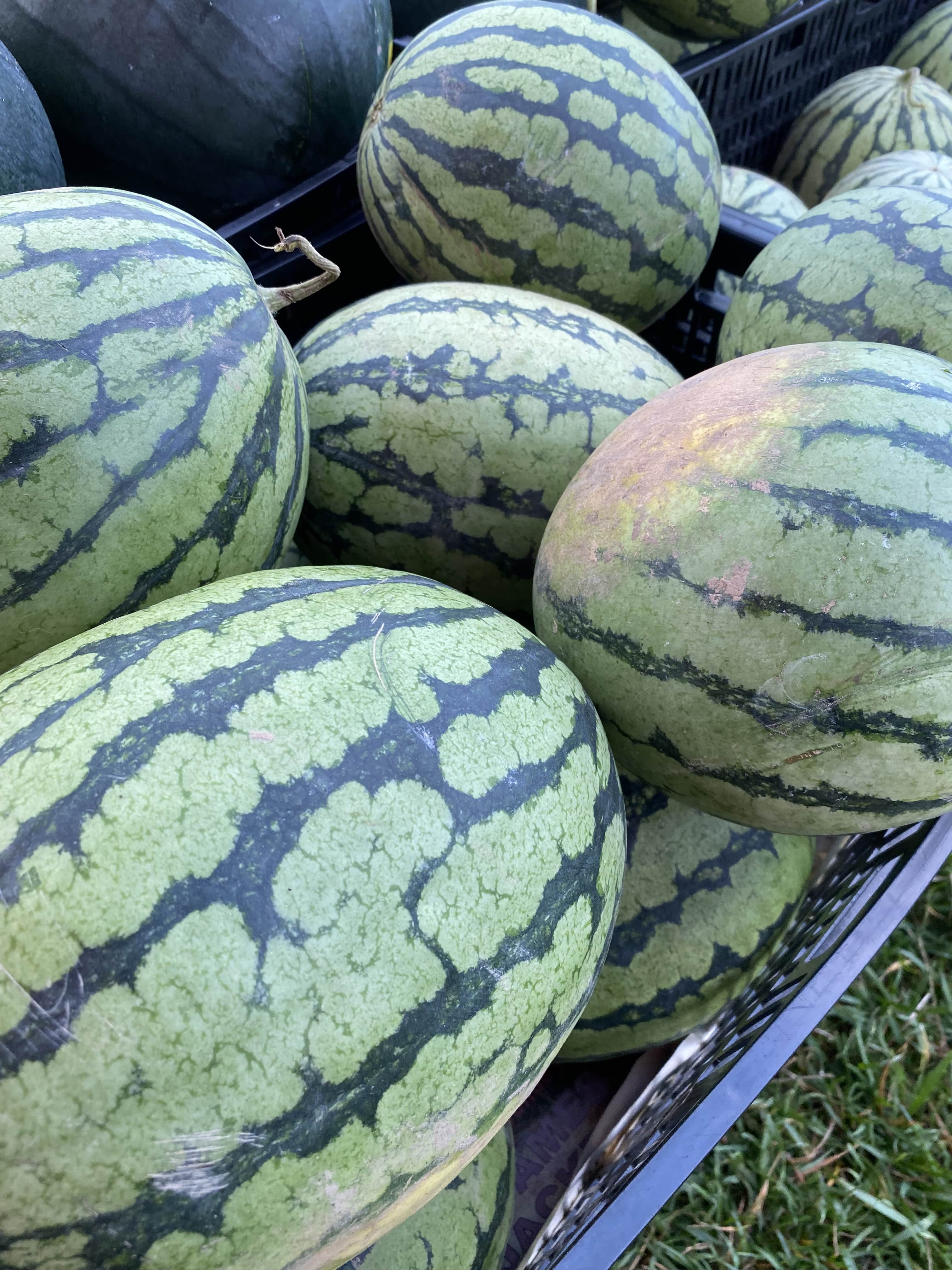 Yellow Butter Cup Watermelon Image